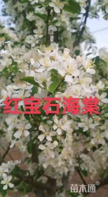 6公分北美海棠