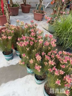 南非新娘花（红粉新娘）