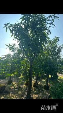 高度60厘米芒果小苗