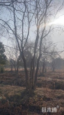 12公分(4杆)丛生乌桕