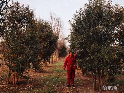 高度500厘米丛生大叶女贞