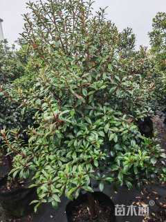 高度200厘米菲油果