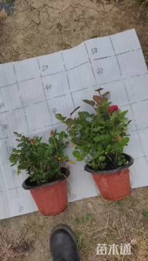 高度20厘米欧洲月季