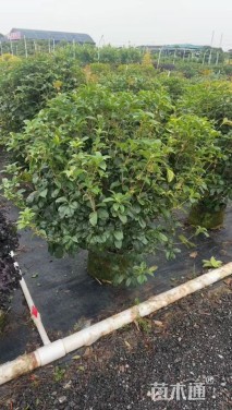 冠幅100厘米桂花球