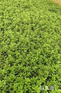 高度30厘米毛鹃