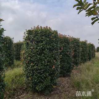 高度220厘米红叶石楠柱