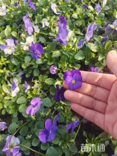 高度10厘米角堇