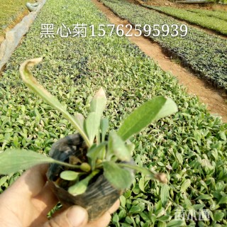 高度10厘米黑心菊