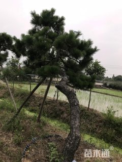 高度380厘米黑松