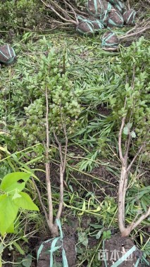 高度1.2厘米天鹅绒紫薇