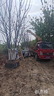 60公分(5杆)丛生香樟