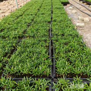 0.1公分台湾罗汉松