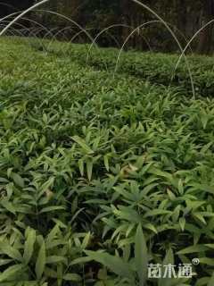 高度25厘米狭叶十大功劳