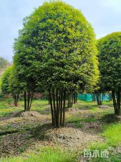 高度450厘米丛生桂花