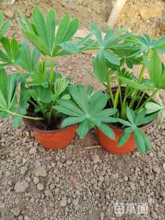 高度15厘米羽扇豆