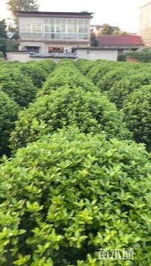 高度180厘米冬青卫矛