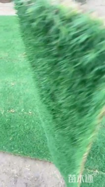 混播黑麦草
