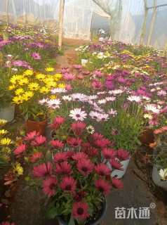 高度25厘米万寿菊