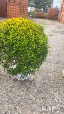 高度200厘米金冠女贞