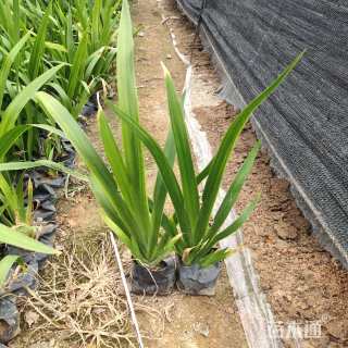 高度20厘米鸢尾