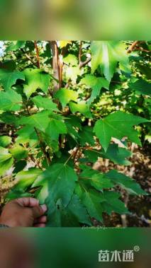 3公分美国红枫-红冠