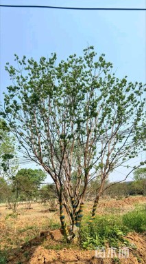 12公分(5杆)丛生乌桕