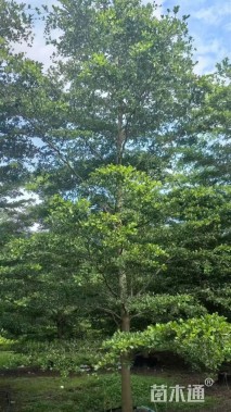 12公分小叶榄仁