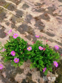 高度5厘米姬小菊