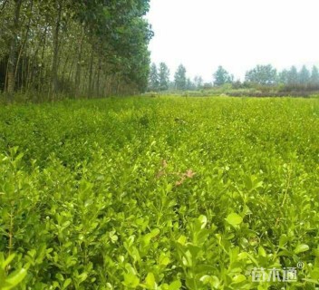 冠幅20厘米小叶黄杨球