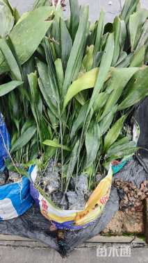 高度50厘米一叶兰