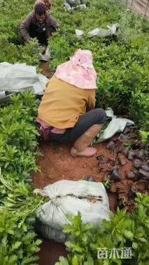 高度30厘米黄金菊