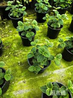 高度40厘米银毛野牡丹