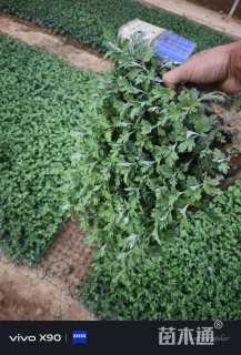 高度7厘米千头菊