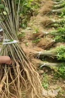 高度50厘米紫穗槐小苗