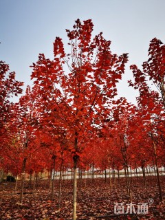 8公分美国红枫-秋火焰