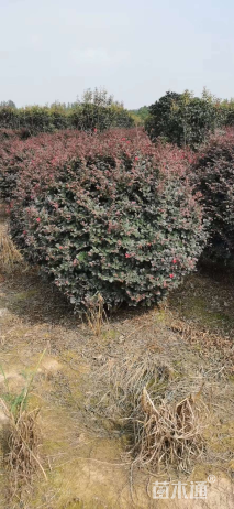 冠幅80厘米红花继木球