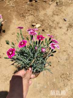 高度15厘米彩虹石竹