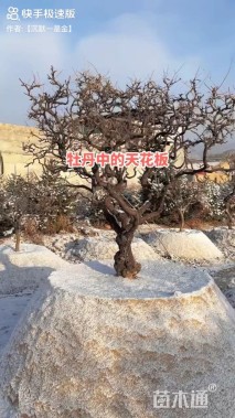 高度190厘米牡丹