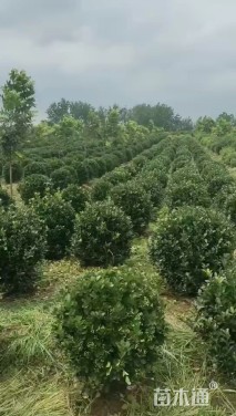 冠幅200厘米大叶黄杨球