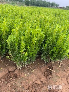 高度50厘米小叶黄杨