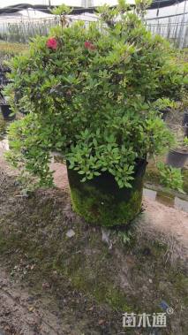 高度100厘米杜鹃