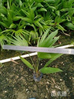 裸干高30厘米蒲葵