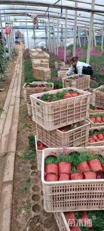 高度15厘米常夏石竹