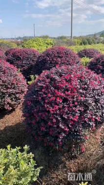 冠幅130厘米红花继木球