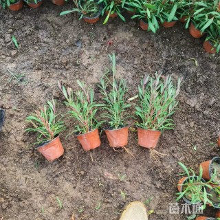 高度25厘米山桃草