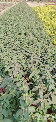 高度40厘米金丝桃