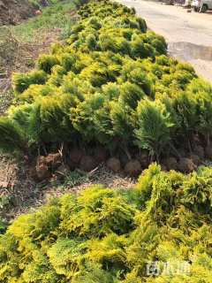 高度50厘米洒金柏