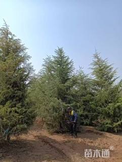 高度400厘米雪松