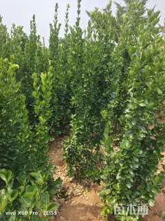 高度150厘米北海道黄杨