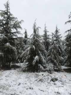 高度600厘米雪松